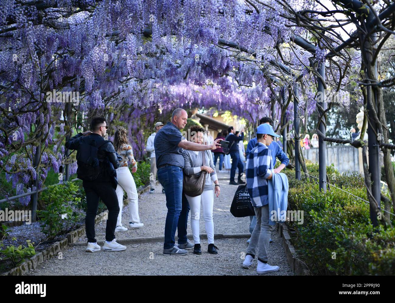 Florence, Italie. 24th avril 2023. Les gens passent du temps sous des fleurs de wisteria à la Villa Bardini à Florence, en Italie, sur 24 avril 2023. Credit: Jin Mamengni/Xinhua/Alamy Live News Banque D'Images