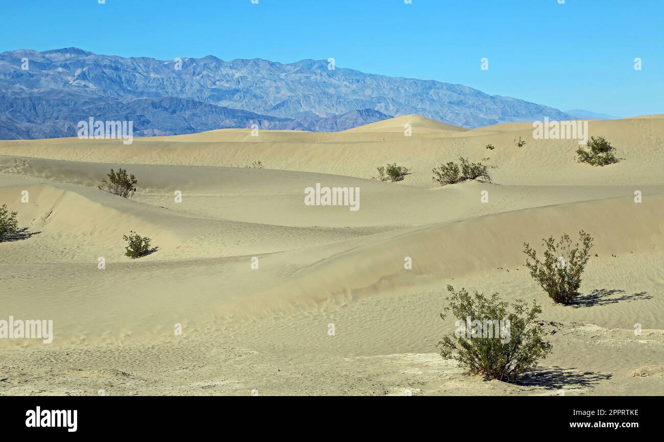 Dunes de sable de Mesquite Flat - Vallée de la mort, Californie Banque D'Images