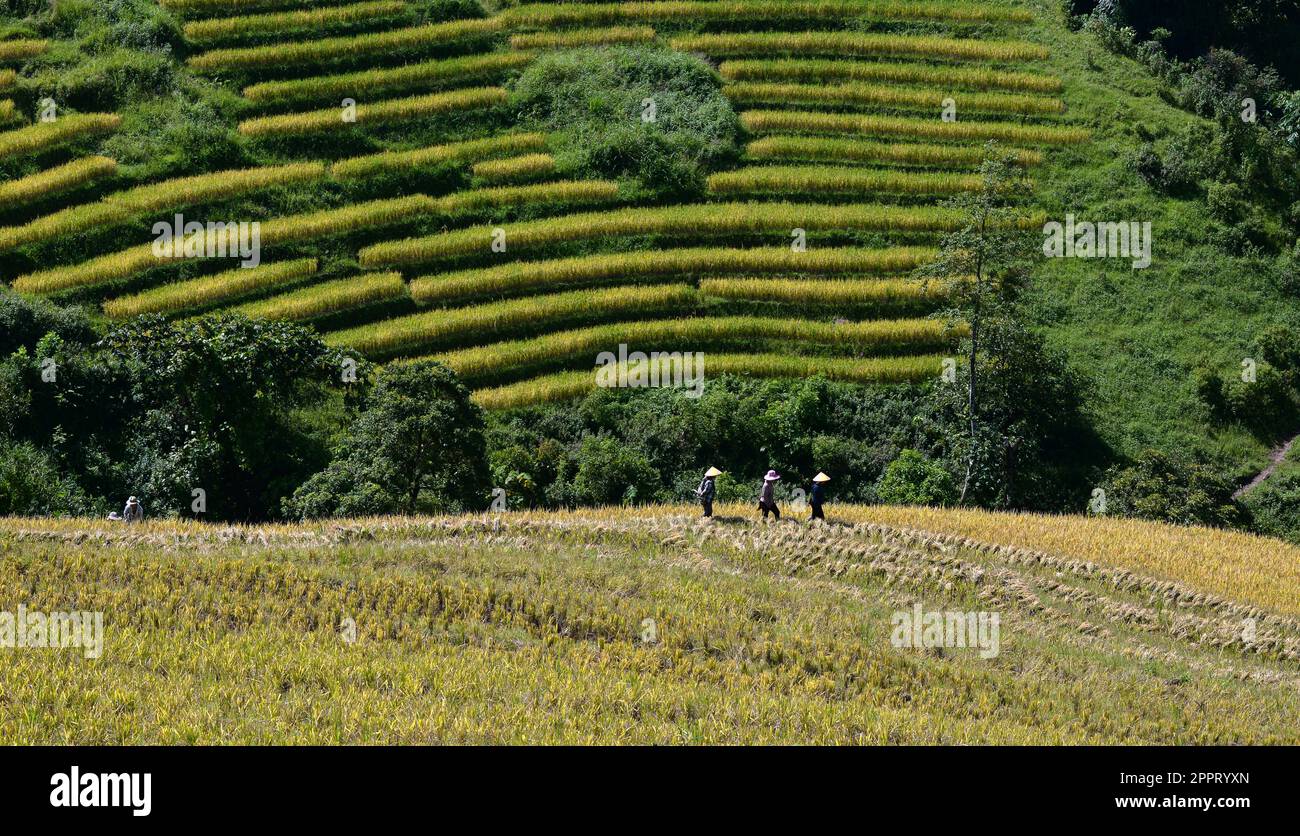 Terrain de terrasse dans le nord-ouest du Vietnam Banque D'Images