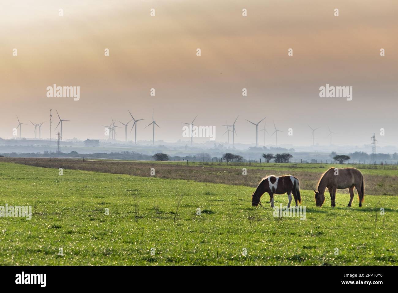 chevaux paître dans un champ avec une ferme de moulin à vent pour l'énergie renouvelable en arrière-plan Banque D'Images chevaux paître dans un champ avec une ferme de moulin à vent pour l'énergie renouvelable en arrière-plan Banque D'Images