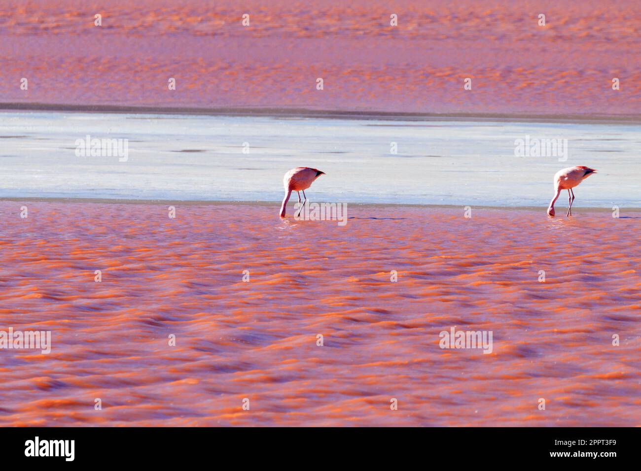 La Laguna Colorada flamants, la Bolivie. James. La faune andine. Lagon rouge Banque D'Images