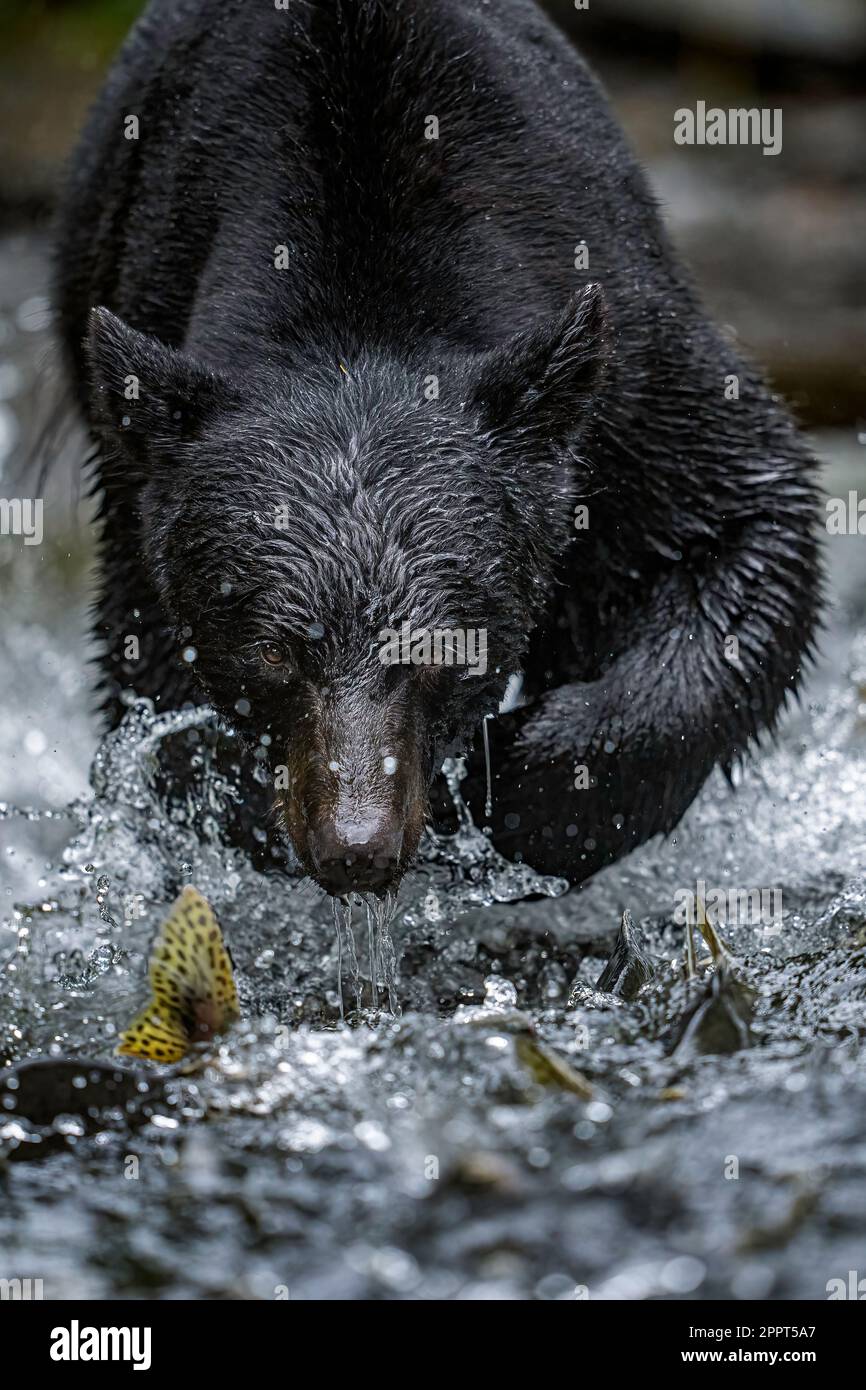 Pêche à l'ours noir Banque D'Images