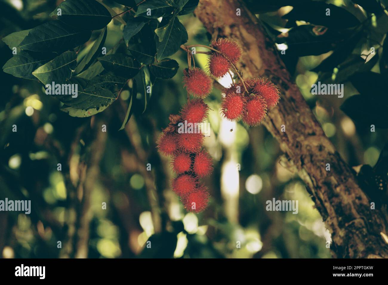 Une grappe de fruits de ramboutan sur un arbre à l'Adventure Park à Port Moresby, Papouasie-Nouvelle-Guinée. Banque D'Images