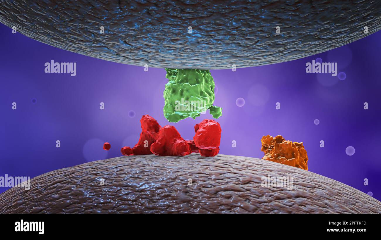 Protéines ou enzymes ou hormones sur la membrane cellulaire. Banque D'Images