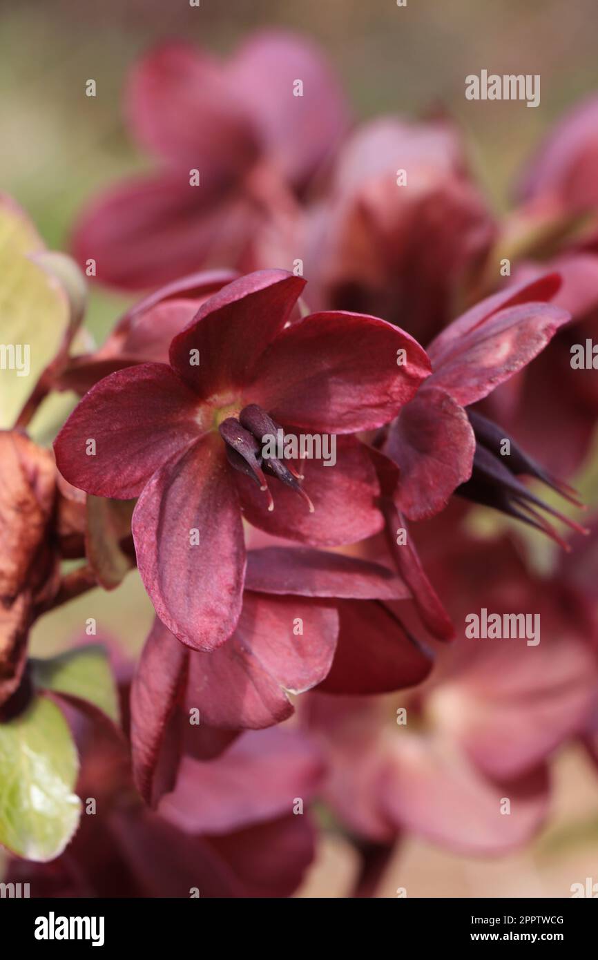 Fleur rouge fleur Helleborus orientalis Montsegur Banque D'Images