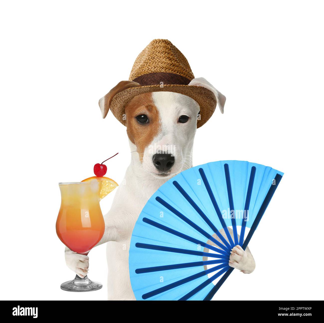 Joli chien en chapeau avec cocktail et ventilateur sur fond blanc. Fête d'été Banque D'Images