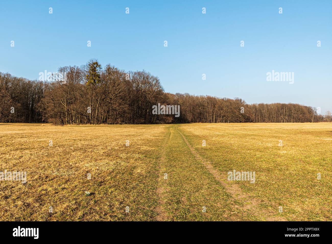 Pré printanier précoce avec forêt autour et ciel clair au-dessus entre Polanka nad Odrou et Kosatka à Chko Poodri en république tchèque Banque D'Images