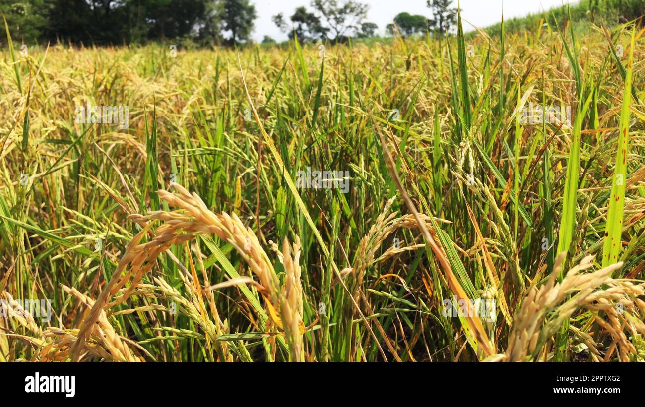 L'oreille de riz oscilit dans le vent Photo Stock - Alamy