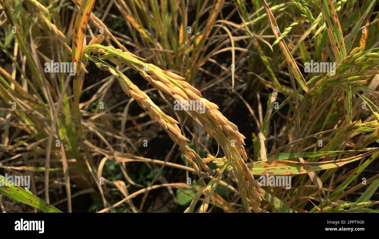Oreille de riz balançant par le vent dans le riz paddy Banque D'Images