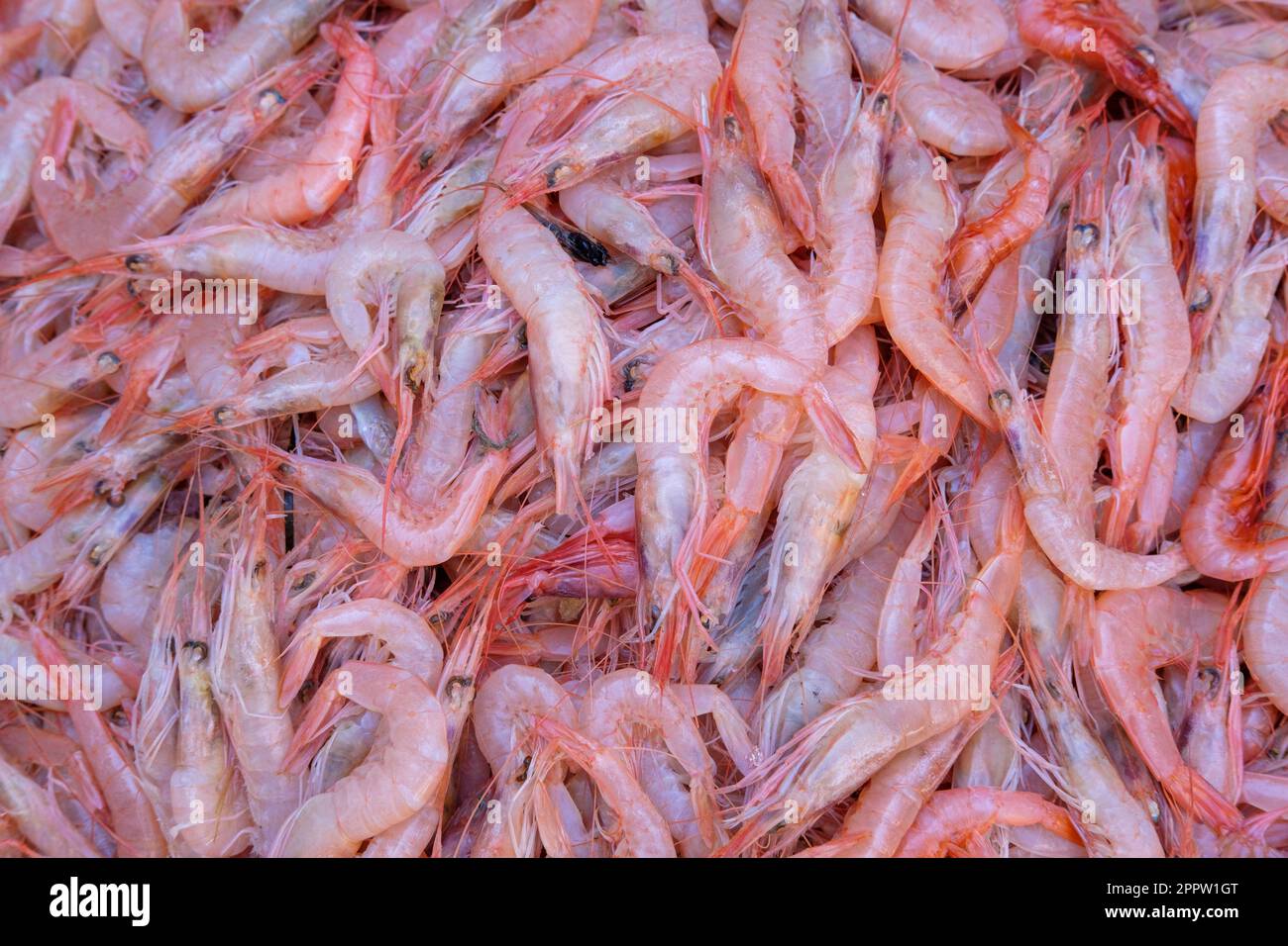 Plateau de crevettes roses, crevettes roses en eau profonde, Parapenaeus longirostris, Catane, Sicile, Italie Banque D'Images