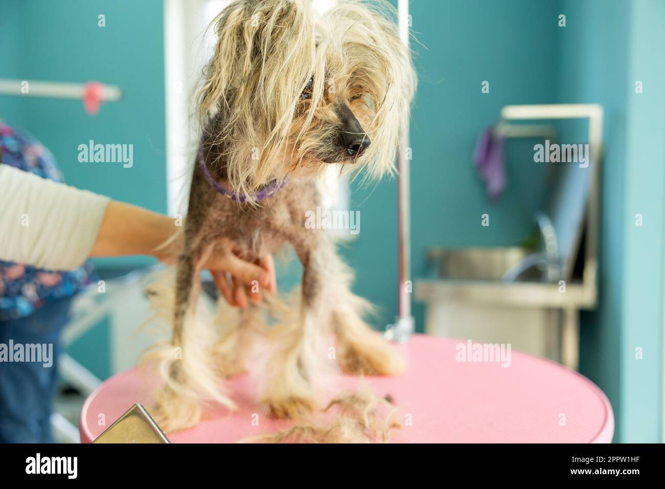 groomer brossant le chien chinois à crête sur la table dans le salon pour animaux de compagnie. soin professionnel des animaux Banque D'Images
