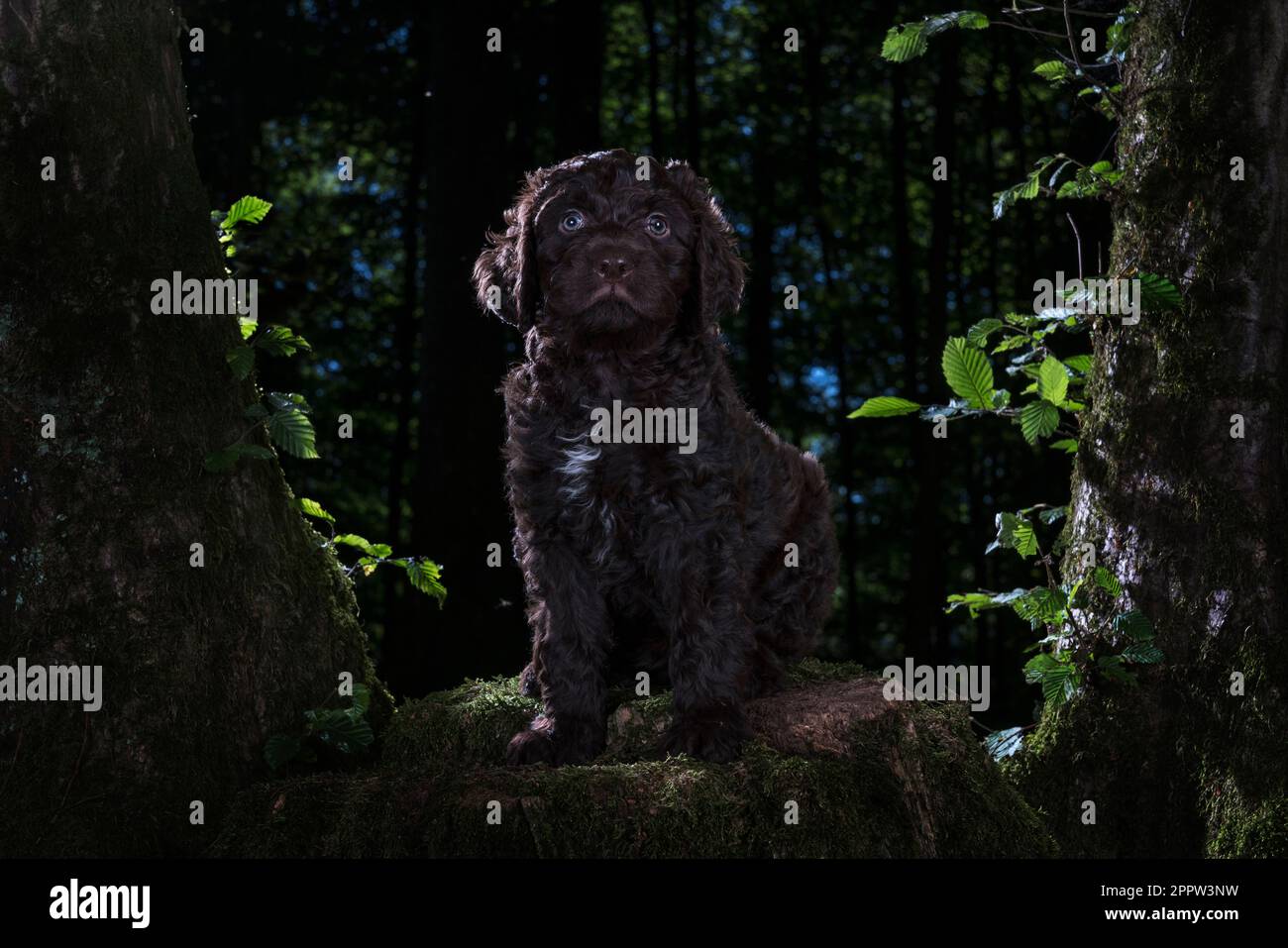 Portrait mignon brun Barbet chiot parmi les arbres dans les bois, Rheinbach, Allemagne Banque D'Images