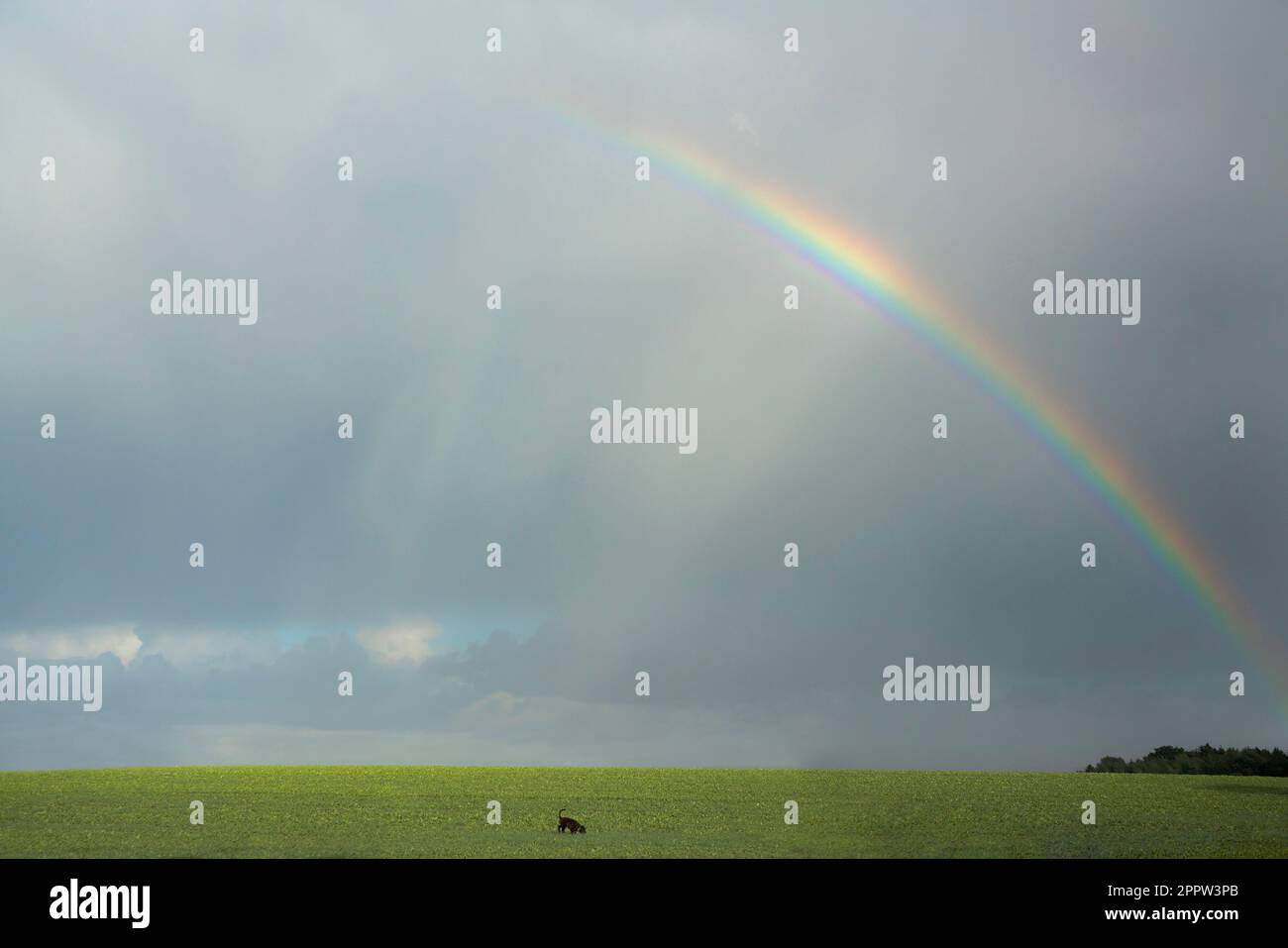 Chien de campagne avec vue panoramique, sous un ciel nuageux avec arc-en-ciel, Wiendorf, Allemagne Banque D'Images