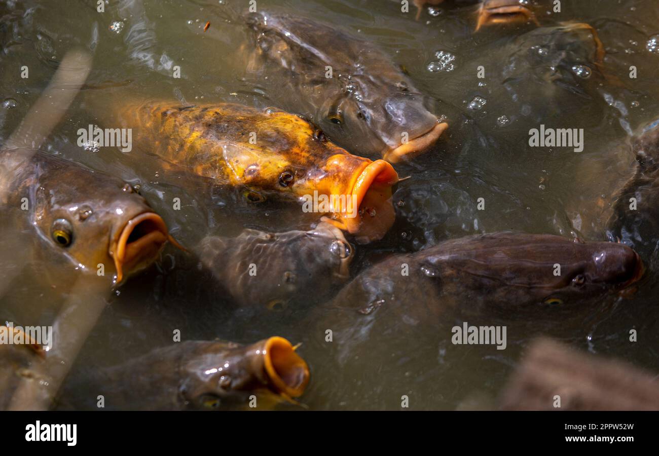 Shoal de poisson de Koi en attente de l'alimentation Banque D'Images