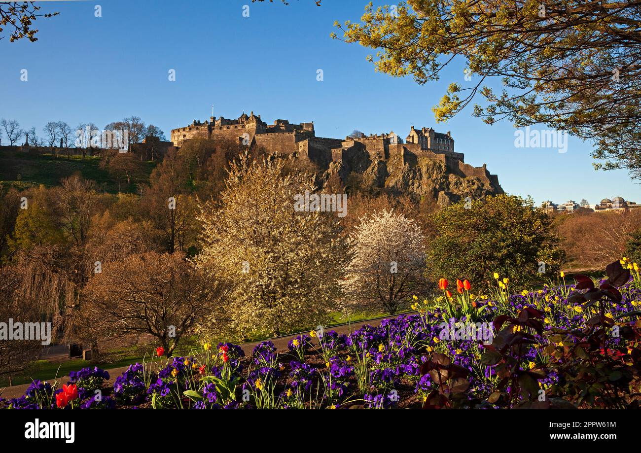 Centre cirty d'Édimbourg, Écosse, Royaume-Uni. 25 avril 2023. Le soleil matinal illumine les expositions florales autour de Princes Street. Sur la photo : les plantes à litière colorées des jardins de Princes Street plantées par le département des parcs de la ville créent un cadre avec les arbres pour le château d'Édimbourg en arrière-plan. Banque D'Images