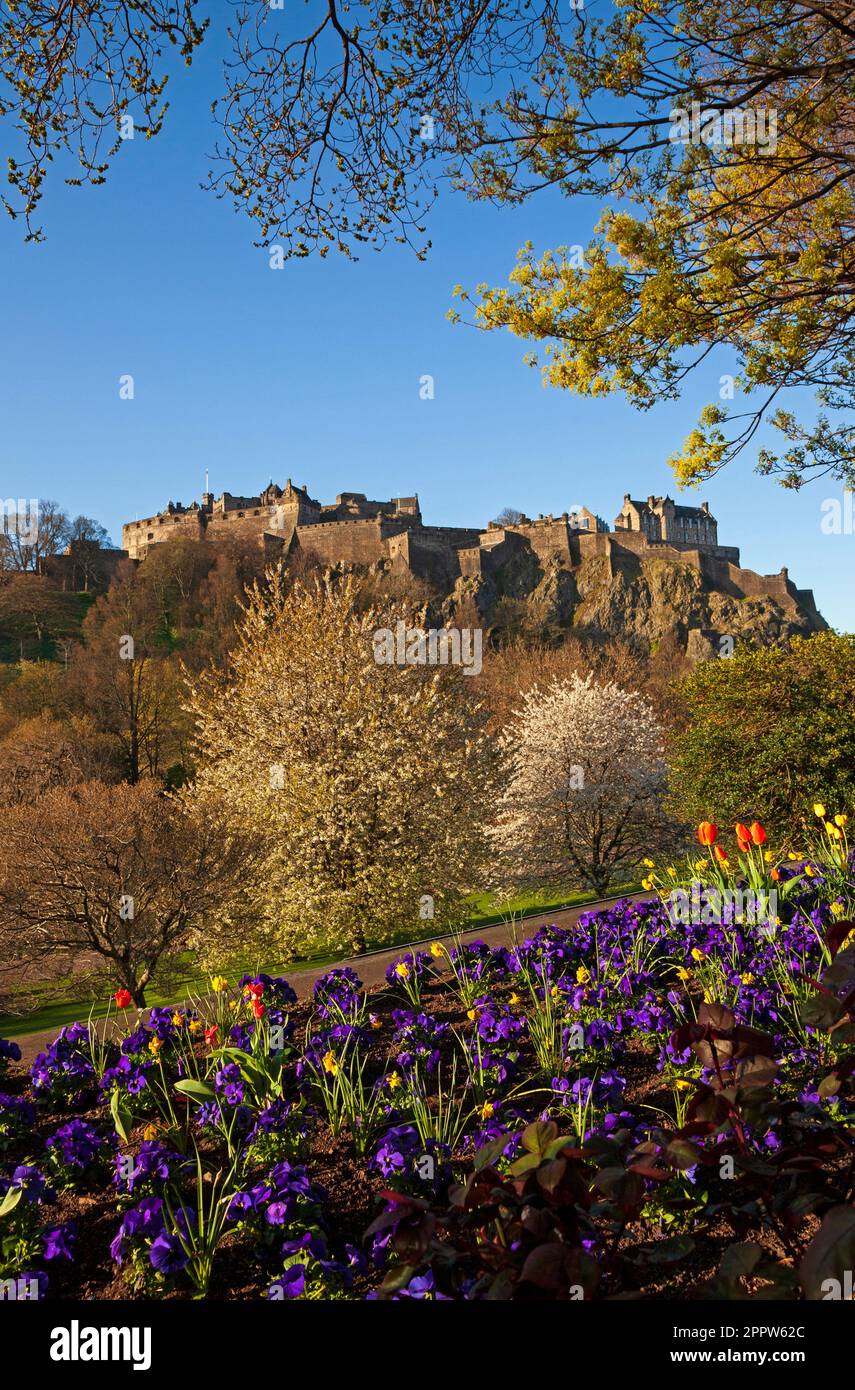 Centre cirty d'Édimbourg, Écosse, Royaume-Uni. 25 avril 2023. Le soleil matinal illumine les expositions florales autour de Princes Street. Sur la photo : les plantes à litière colorées des jardins de Princes Street plantées par le département des parcs de la ville créent un cadre avec les arbres pour le château d'Édimbourg en arrière-plan. Banque D'Images