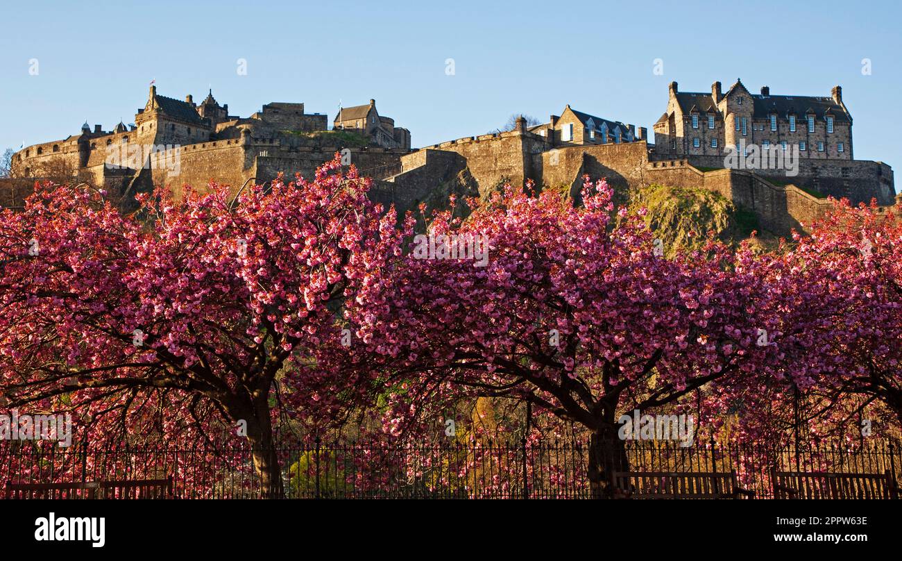 Centre cirty d'Édimbourg, Écosse, Royaume-Uni. 25 avril 2023. Le soleil matinal illumine les expositions florales autour de Princes Street. Sur la photo : cerisiers en fleurs avec des fleurs roses abondantes avec le château d'Édimbourg en arrière-plan. Banque D'Images