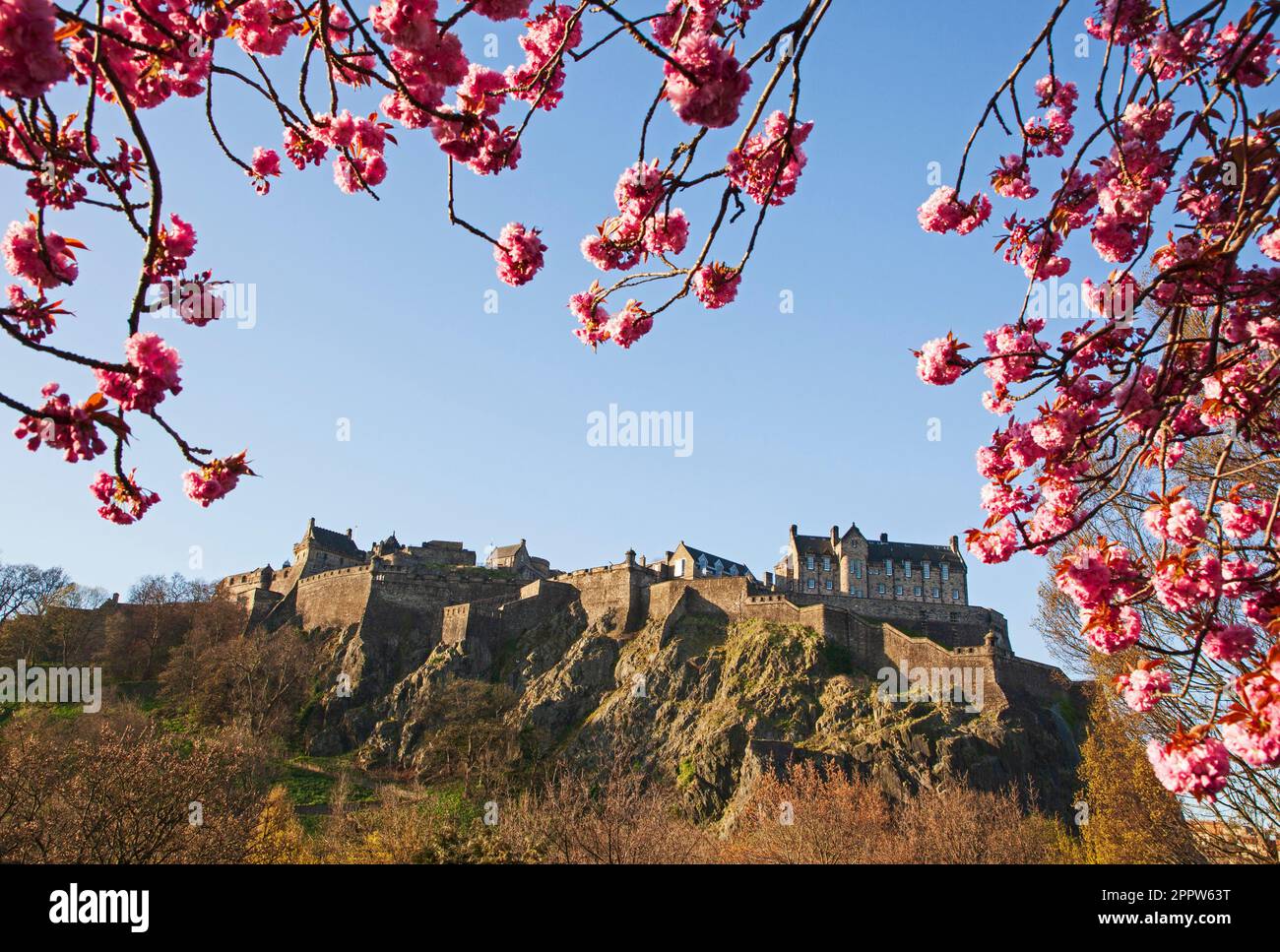 Centre cirty d'Édimbourg, Écosse, Royaume-Uni. 25 avril 2023. Le soleil matinal illumine les expositions florales autour de Princes Street. Sur la photo : les branches d'un cerisier en fleurs créent un cadre pour le château d'Édimbourg en arrière-plan. Banque D'Images