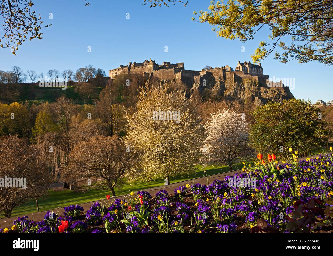 Centre cirty d'Édimbourg, Écosse, Royaume-Uni. 25 avril 2023. Le soleil matinal illumine les expositions florales autour de Princes Street. Sur la photo : les plantes à litière colorées des jardins de Princes Street plantées par le département des parcs de la ville créent un cadre avec les arbres pour le château d'Édimbourg en arrière-plan. Banque D'Images