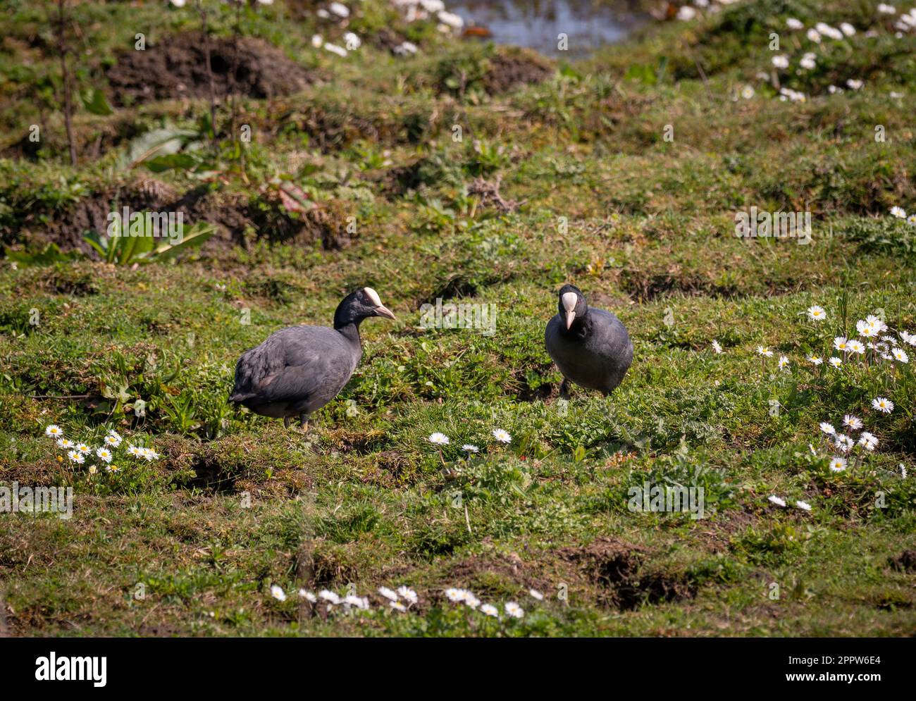 2 cuisiniers eurasiens vus sur des prairies parsemées de pâquerettes dans la réserve naturelle du parc de St Aidan. Leeds. ROYAUME-UNI Banque D'Images