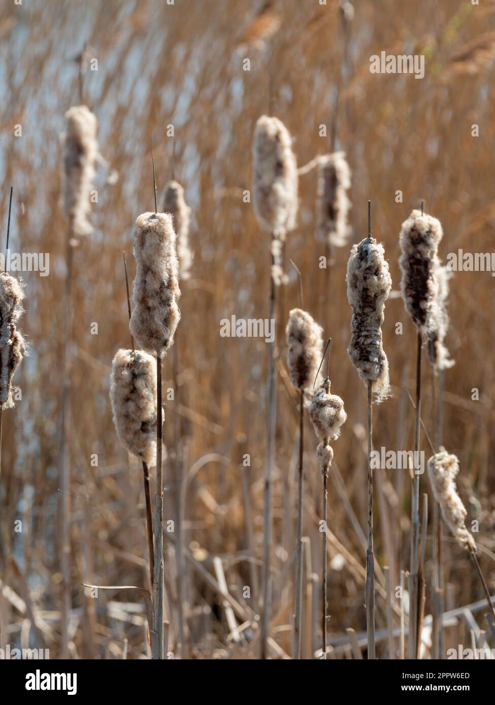 Têtes de semis de Bulrush moelleuses pendant la dispersion des graines au bord d'un reedbed dans la réserve naturelle du parc de St Aidan. Leeds. ROYAUME-UNI Banque D'Images