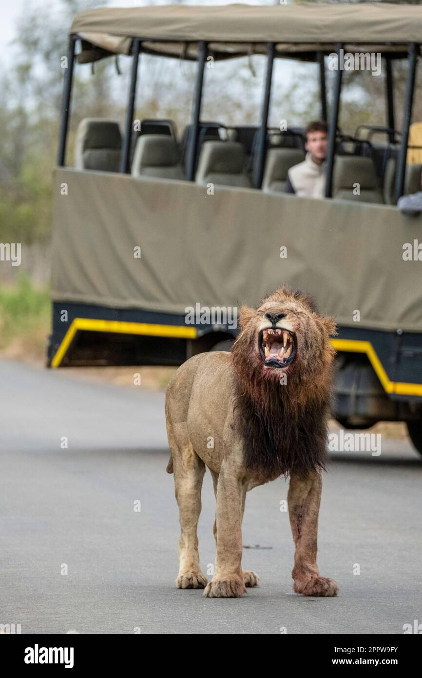 Un lion majestueux affiche une expression féroce tandis qu'une foule de spectateurs s'admire en arrière-plan Banque D'Images