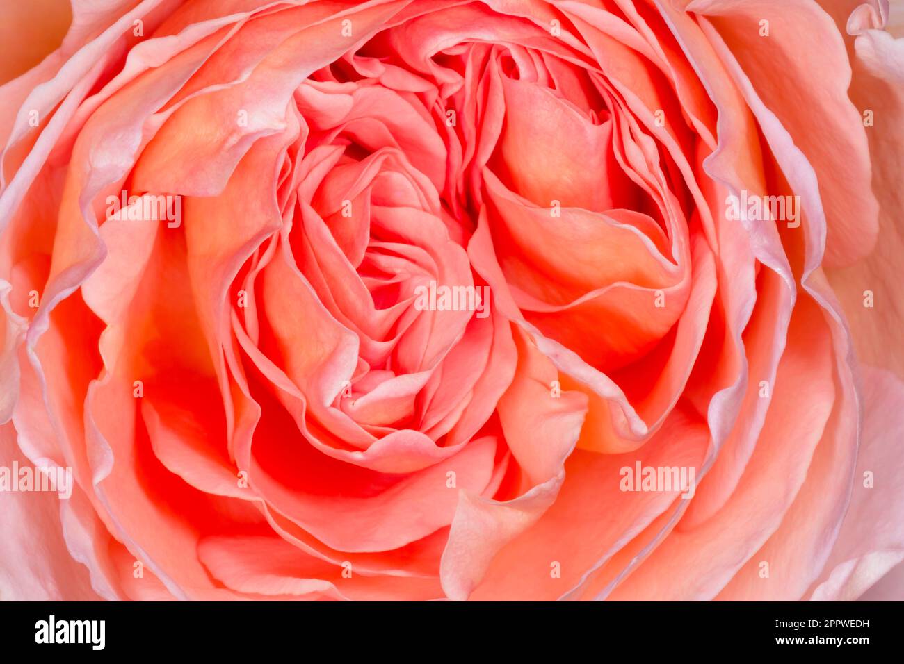 gros plan de rose avec fleur rose pourpre Banque D'Images