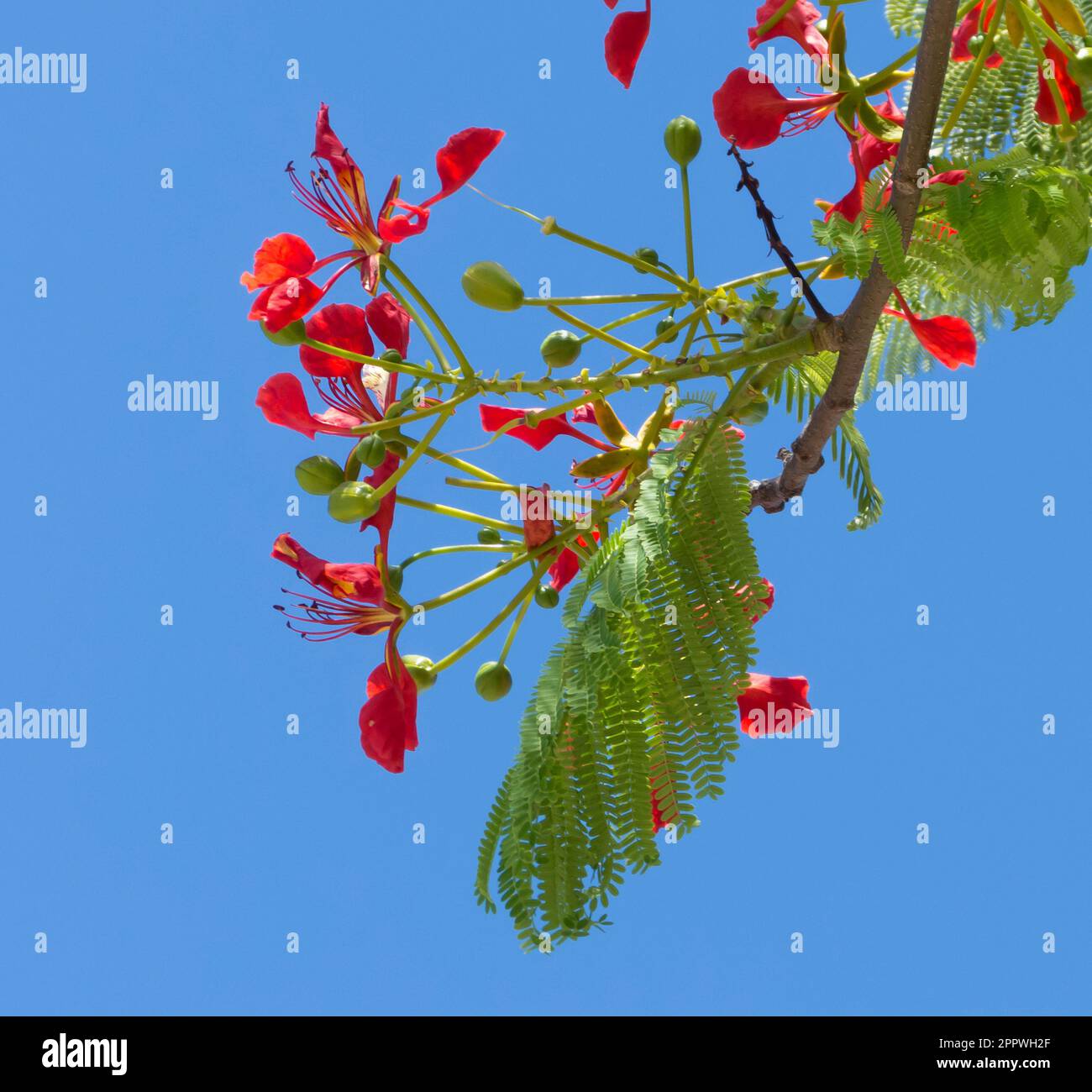 Fleurs d'arbre flamboyantes, Royal Poinciana, Delonix regia, Flame Tree contre un ciel bleu, Equateur. Banque D'Images