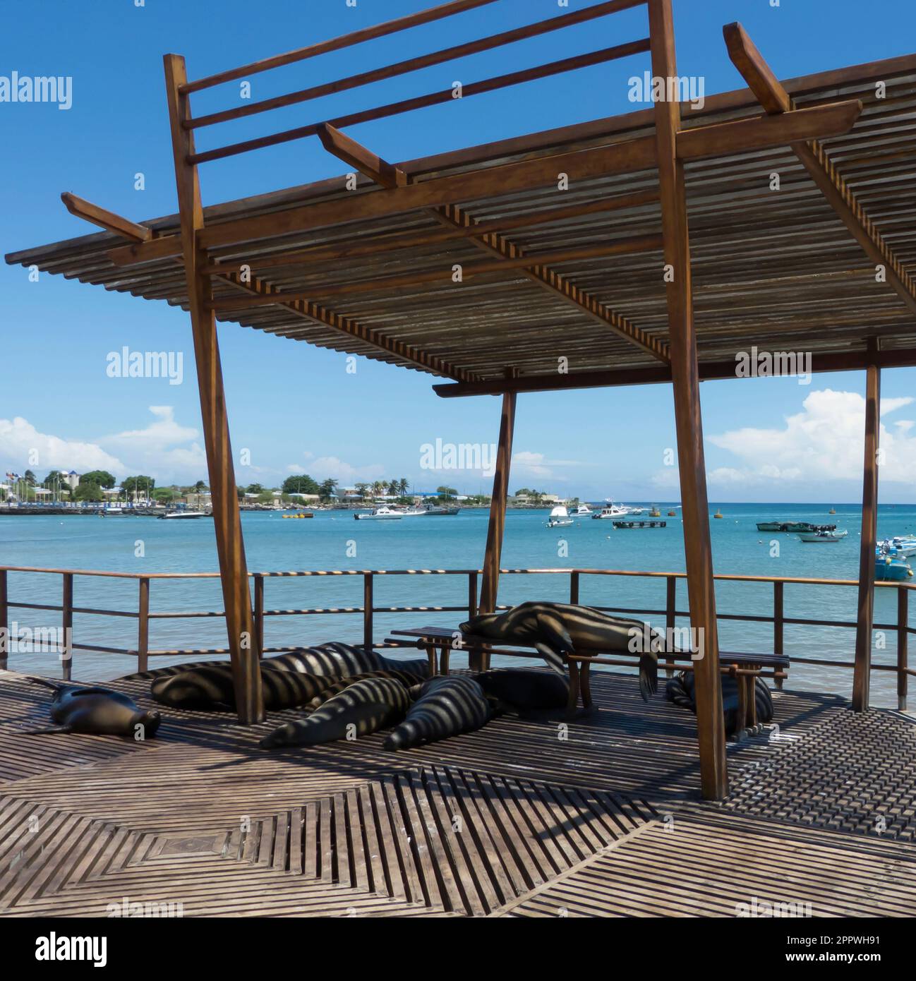 Phoques ayant une répétition, îles Galapagos, Equateur. Banque D'Images