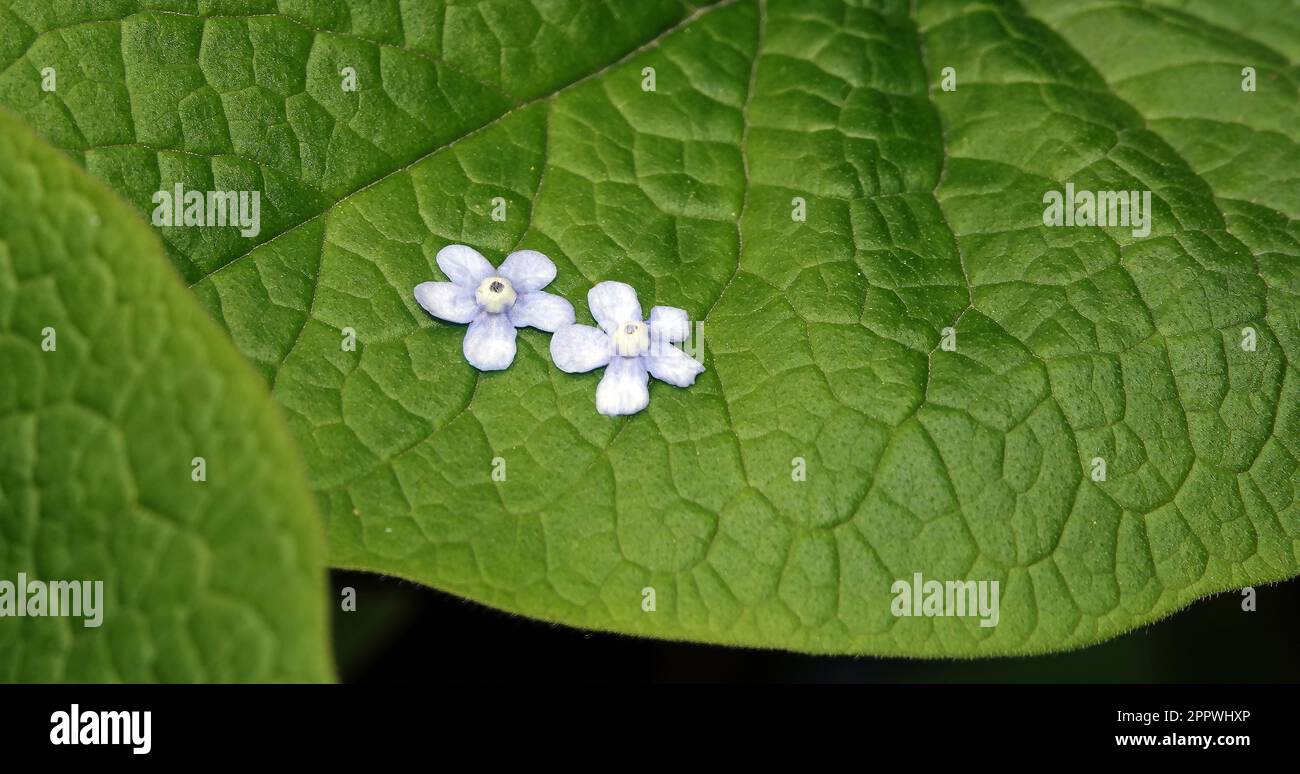 Les têtes de fleurs de Periwinkle sont tombées sur une feuille verte Banque D'Images