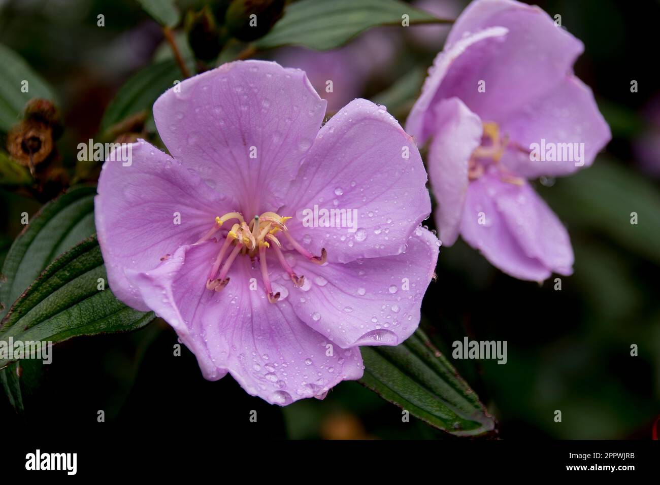Fleurs rose pâle de langue bleue australienne, Lasiandra indigène, Melastoma malabathricum, après les précipitations dans le jardin du Queensland. Banque D'Images