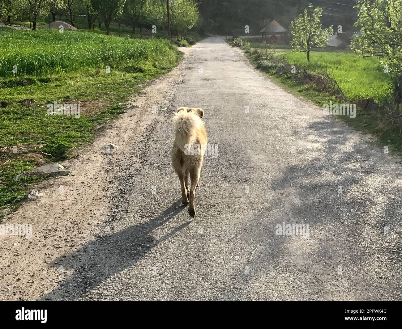 Vue arrière d'un chien marchant le long d'une route, vallée de Tirthan, Himalaya indien, Himachal Pradesh, Inde Banque D'Images