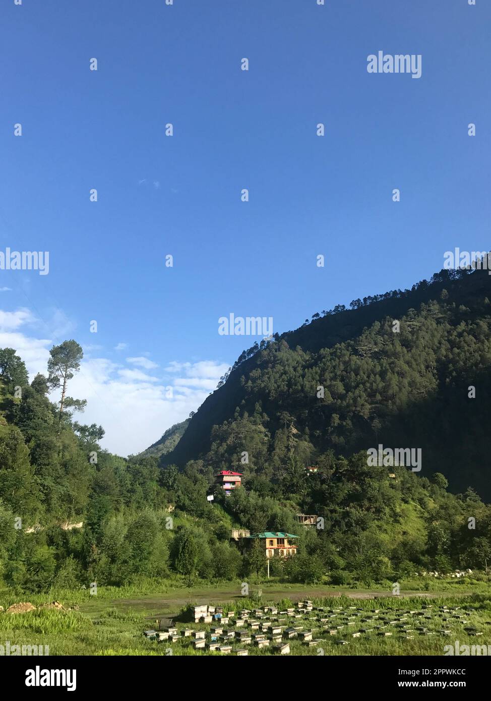 Ruches d'abeilles dans un champ, vallée de Tirthan, Himachal Pradesh, Himalaya indien, Inde Banque D'Images