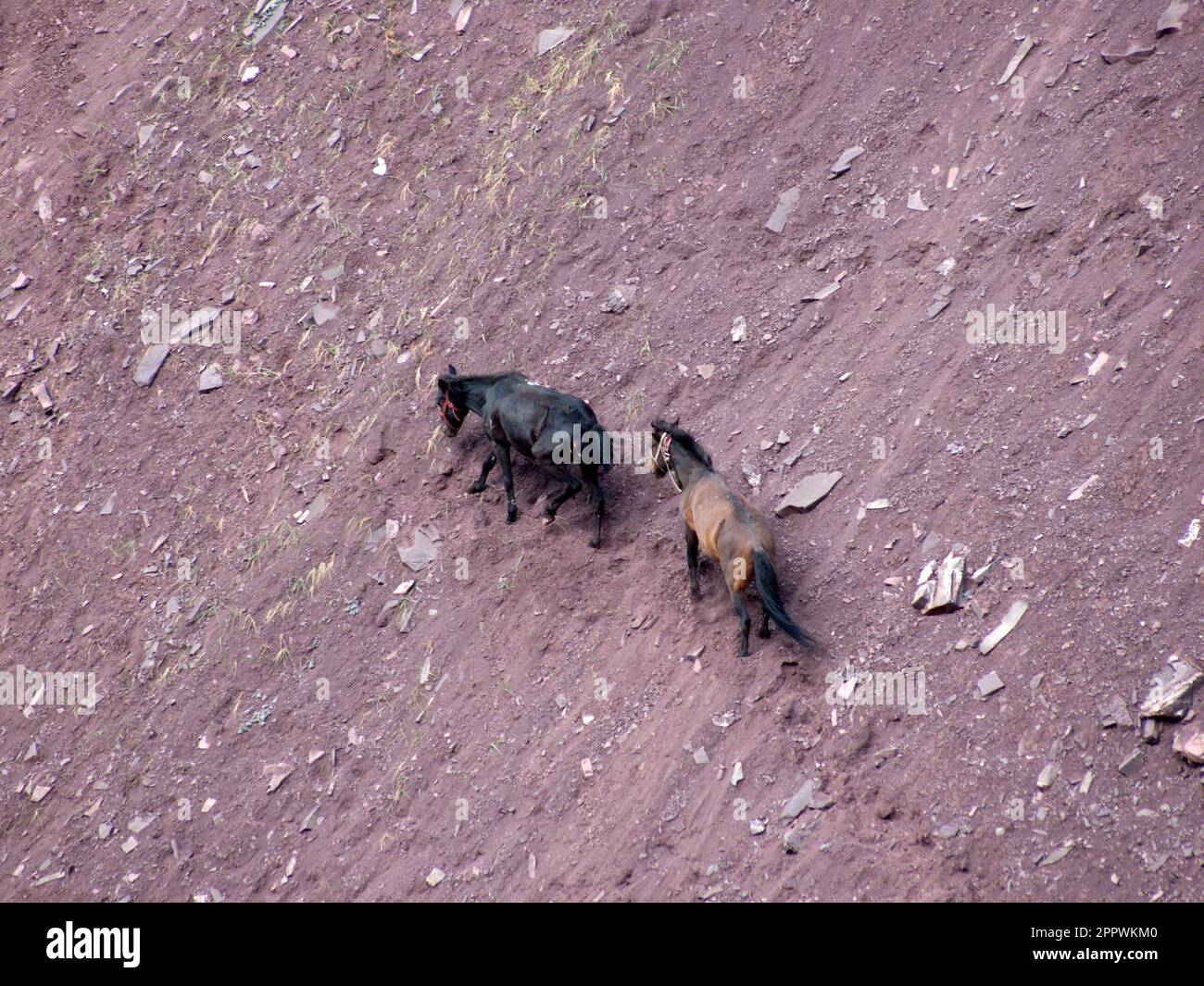 Vue aérienne de deux chevaux Pack trekking à travers les montagnes abruptes, Himalaya, Ladakh, Inde Banque D'Images