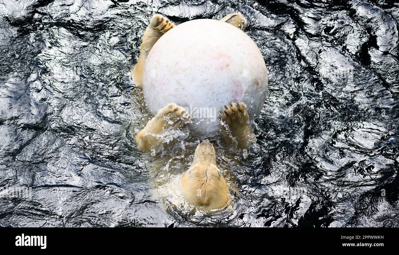 Hanovre, Allemagne. 25th avril 2023. L'ours polaire Nana joue avec une grosse balle dans l'eau au zoo de Hanovre. L'ours polaire se déplacera bientôt vers un autre zoo allemand dans le cadre du Programme européen de conservation et de reproduction (PEE). Crédit: Julian Stratenschulte/dpa crédit: dpa Picture Alliance/Alamy Live News/dpa/Alamy Live News crédit: dpa Picture Alliance/Alamy Live News Banque D'Images