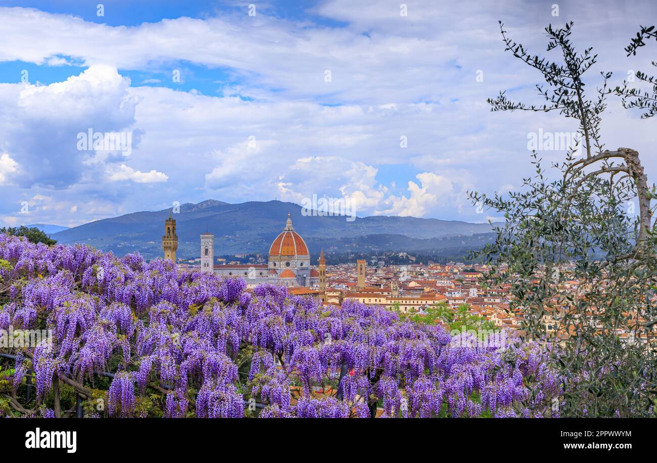 Printemps de Florence: Cathédrale de Santa Maria del Fiore vue du jardin de Bardini avec une wisteria typique en fleur. Banque D'Images