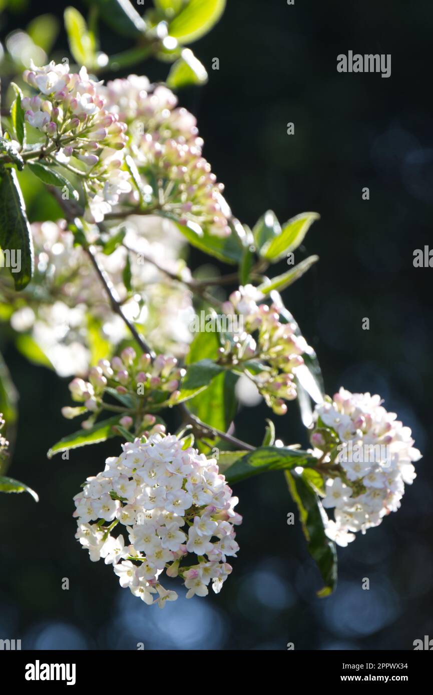 Fleurs de printemps blanches parfumées de Viburnum × burkwoodii dans le jardin britannique avril Banque D'Images