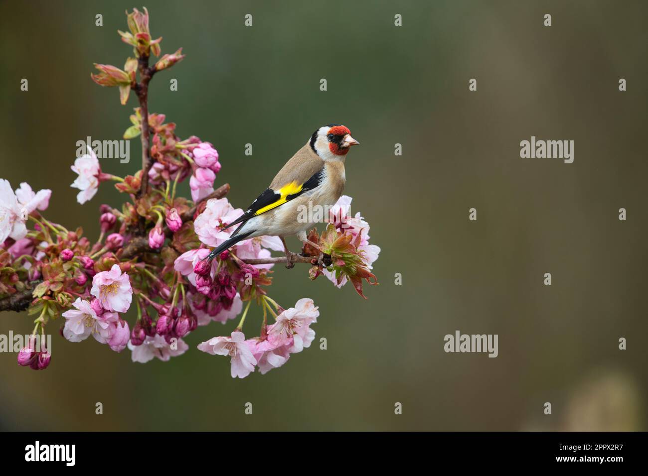 Le golfoir européen (Carduelis carduelis) perché sur une branche de cerisiers en fleur au printemps Banque D'Images