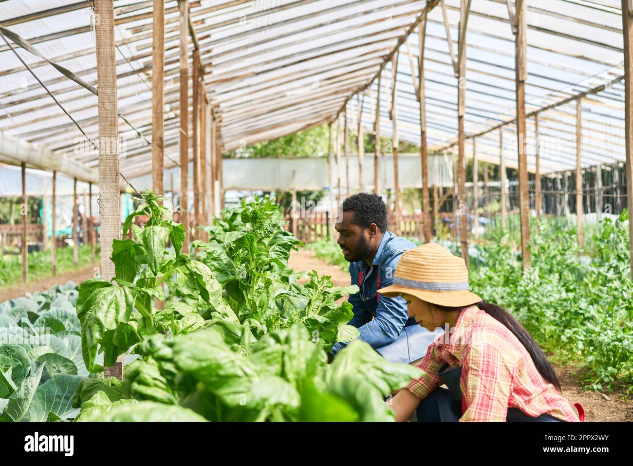 Un agriculteur de sexe masculin récolte des récoltes vertes fraîches avec un collègue de sexe féminin dans une ferme biologique Banque D'Images