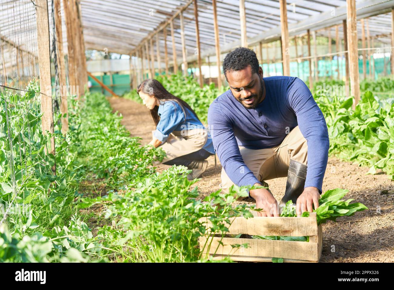 Un jeune agriculteur de sexe masculin récolte des légumes avec un collègue de sexe féminin en serre Banque D'Images