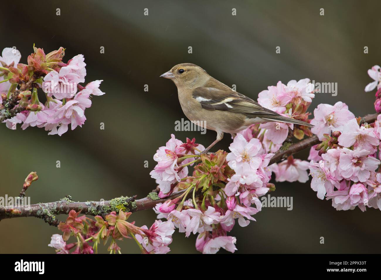 Chaffinch femelle (Fringilla coelebs) au milieu de la fleur de cerisier au printemps Banque D'Images