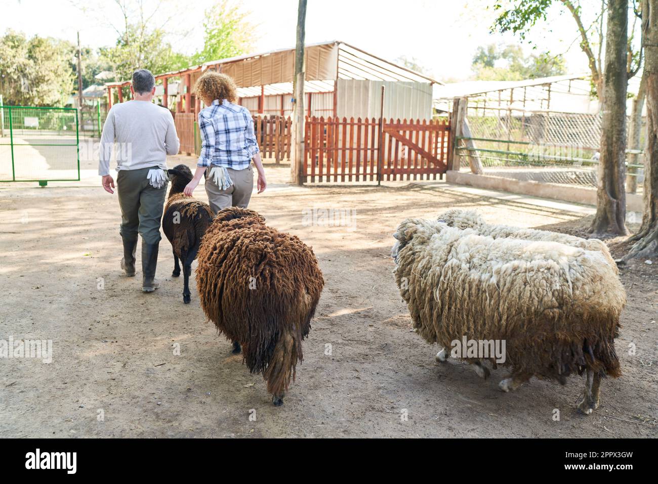 Vue arrière d'un couple agricole mature marchant avec des moutons à la ferme Banque D'Images