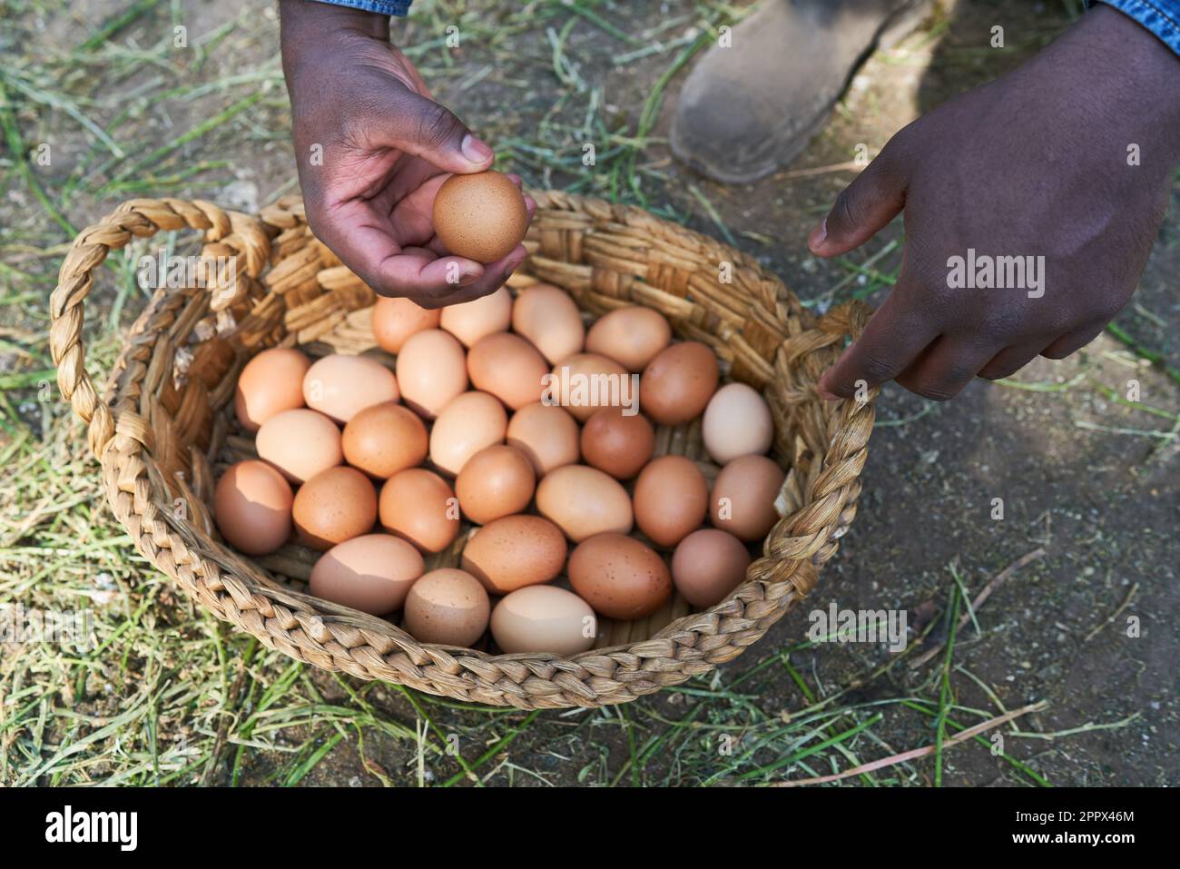 Image cultivée d'un fermier mâle tenant des œufs bruns sur un panier en osier à la ferme avicole Banque D'Images