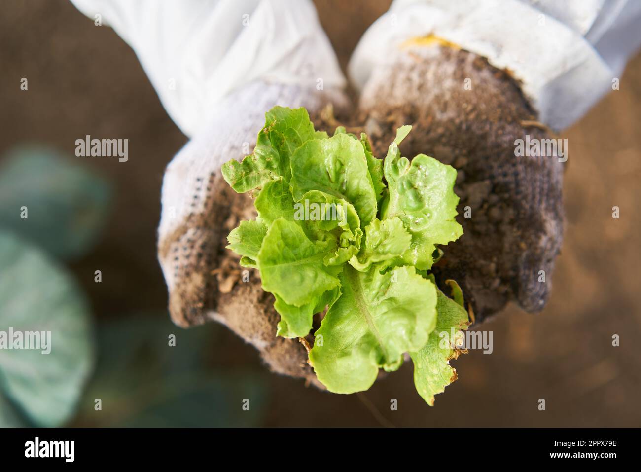 Directement au-dessus de la prise de ferme d'un agriculteur tenant une plante de laitue biologique dans la ferme Banque D'Images