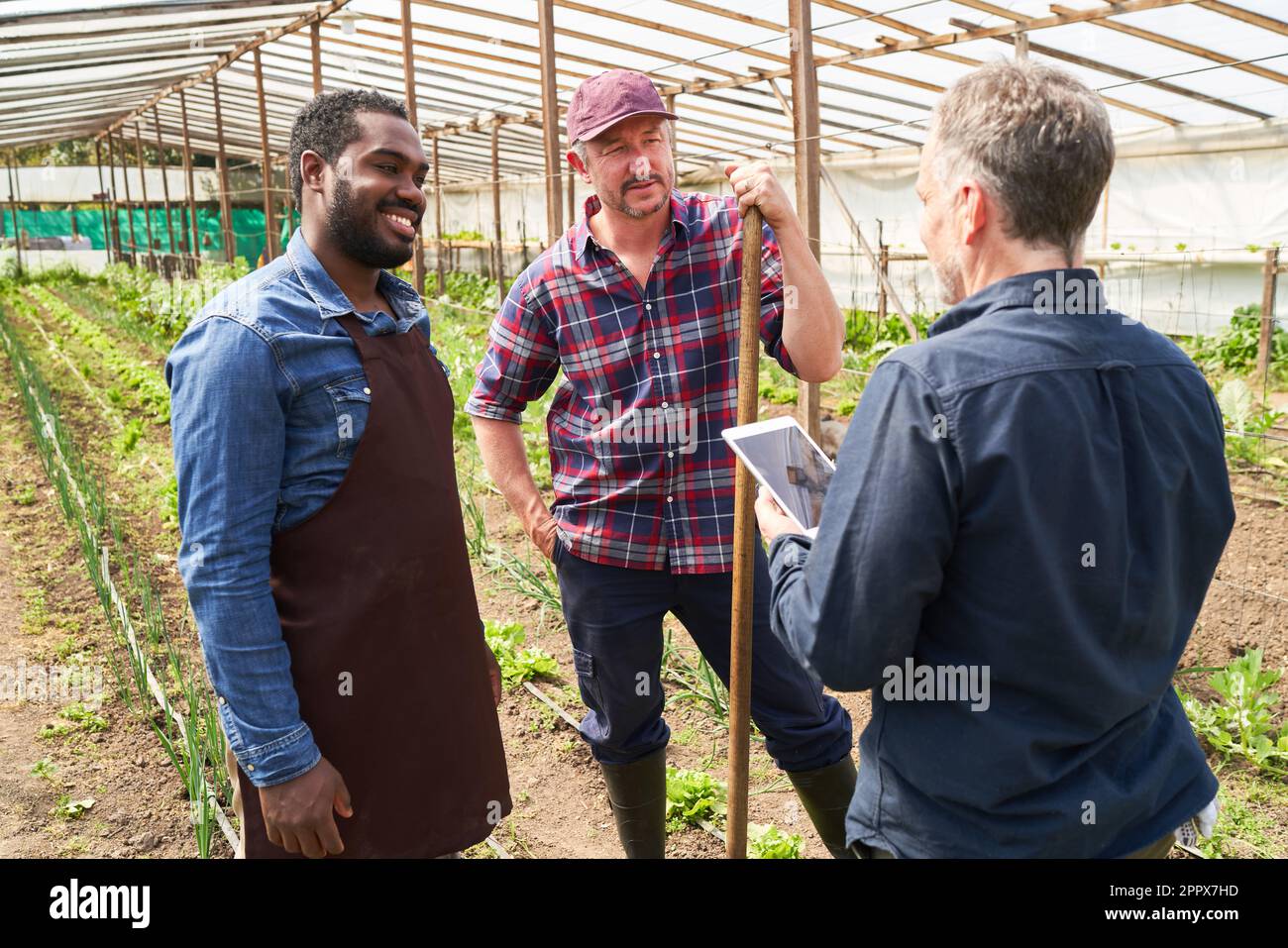 Un agronome masculin discute avec des agriculteurs multiculturels sur un Tablet PC tout en se tenant à la serre Banque D'Images