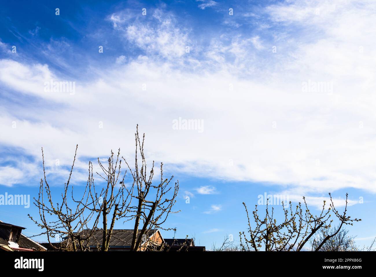 nuage blanc dans le ciel bleu sur des brindilles d'arbres fruitiers avec des bourgeons et des maisons rustiques l'après-midi ensoleillé du printemps Banque D'Images