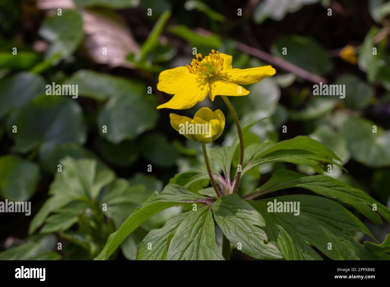 L'anemone ranunculides, l'anemone jaune, l'anemone de bois jaune ou l'anémone de buttercup. Banque D'Images