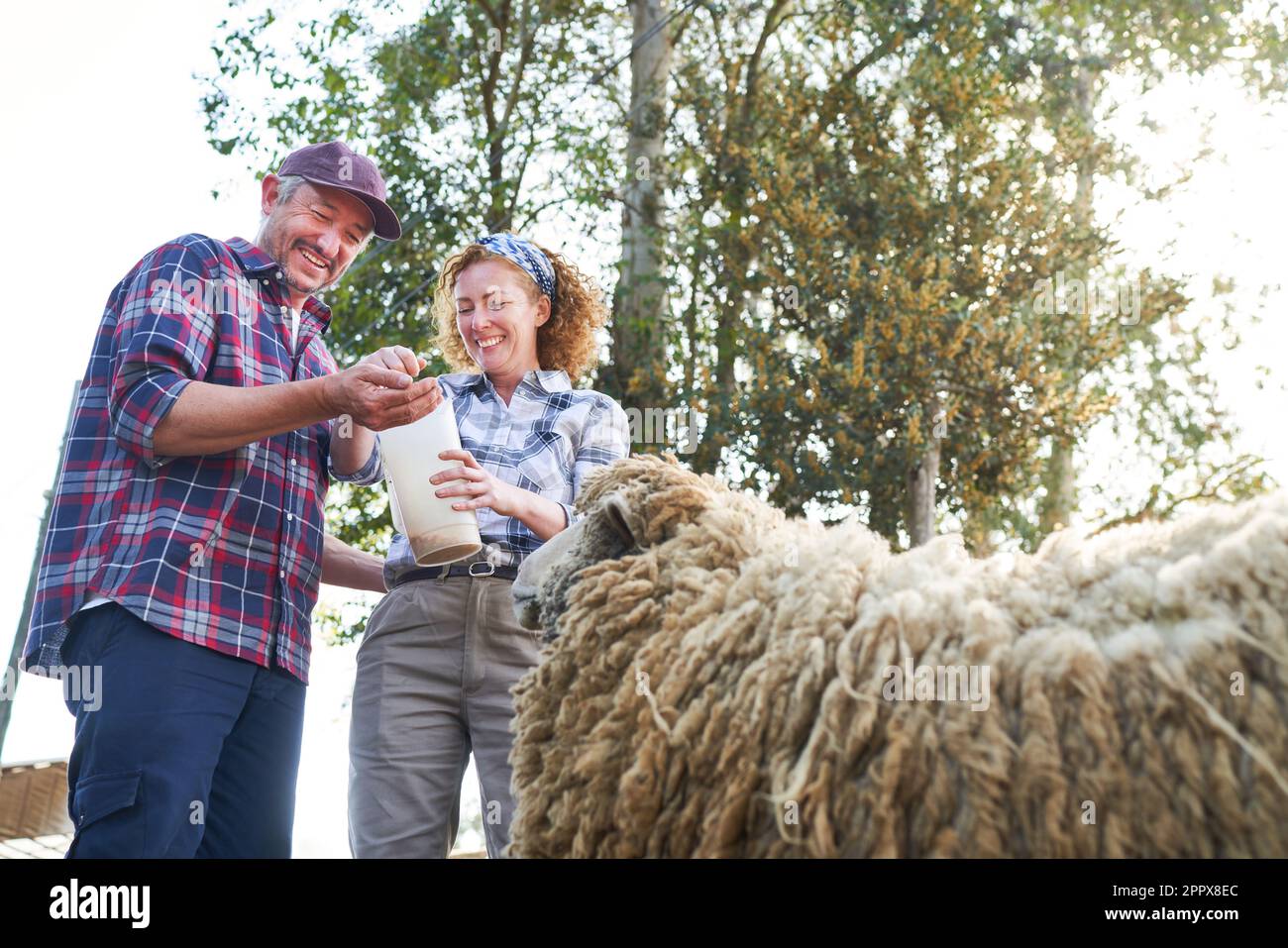 Vue à angle bas des fermiers heureux mâles et femelles nourrissant des moutons contre des arbres à la ferme Banque D'Images