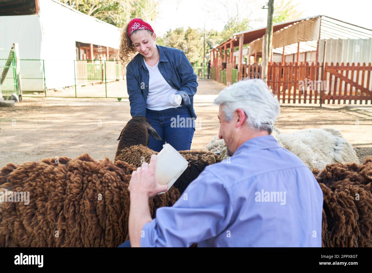 Souriant, des éleveurs masculins et féminins nourrissant des moutons à la ferme Banque D'Images