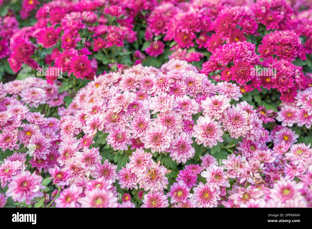 Motif chrysanthème dans le parc de fleurs. Groupe de fleurs de chrysanthème rose. Banque D'Images